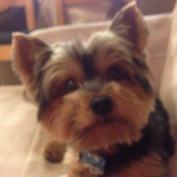 Meet your Posher, Marisol - Picture 1 of 1